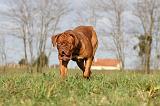 DOGUE DE BORDEAUX 127